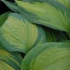 Hosta Brother Stefan #1 - Image 2